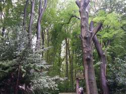 bomen rooien in Hoogeloon
